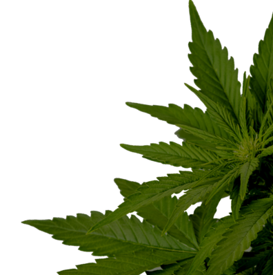 cannabis-img